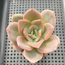 Echeveria 'Midnight Sun' (백야) 3"-4" Succulent Plant