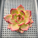 Echeveria 'Daredevil' 2"-3" Succulent Plant