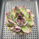 Echeveria 'Black Bear' 2" Succulent Plant