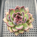 Echeveria 'Black Bear' 2" Succulent Plant