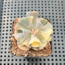 Echeveria 'Cubic Frost' Variegated 2" Succulent Plant