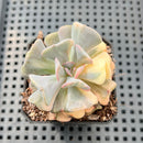 Echeveria 'Cubic Frost' Variegated 2" Succulent Plant