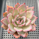Echeveria 'Elly Shabo' 3"-4" Succulent Plant