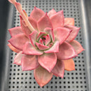 Echeveria Hybrid sp. 3"-4" Succulent Plant