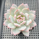 Echeveria 'Pink In Veil' 2" Succulent Plant