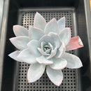 Echeveria 'White Lotus' 4" Succulent Plant