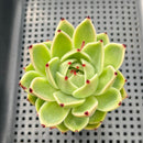 Echeveria 'Blue Dragon' 2"-3" Succulent Plant