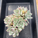 Echeveria Pulidonis White Variegated Cluster 5" Succulent Plant