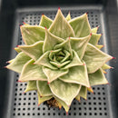 Echeveria 'Jade Star' Mutated 3"-4" Succulent Plant