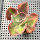 Echeveria 'Goiabinha' Variegated (100% Grown In House) 2" Succulent Plant