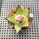 Echeveria Agavoides 'Phoenix' 2" Succulent Plant