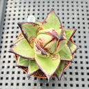 Echeveria Agavoides 'Phoenix' 2" Succulent Plant