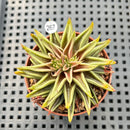 Echeveria Lutea 2"-3" (100% Grown In House) Succulent Plant