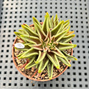 Echeveria Lutea 2"-3" (100% Grown In House) Succulent Plant