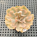 Echeveria 'Saffron' Variegated 2" Succulent Plant