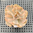 Echeveria 'Saffron' Variegated 2" Succulent Plant