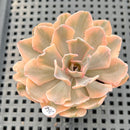 Echeveria 'Saffron' Variegated 2" Succulent Plant