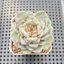 Echeveria 'Red Velvet' 3" Succulent Plant