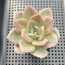Echeveria 'Midnight Sun' (백야) 3"-4" Succulent Plant