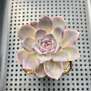 Echeveria 'White Soul' 2" Succulent Plant