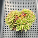 Echeveria Agavoides sp. Crested Cluster 3" Succulent Plant