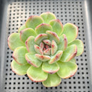 Echeveria 'Black Queen' x 'Albicans' Hybrid 2" Flower Village Original Hybrid Succulent Plant