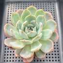 Echeveria 'Starmark' 3"-4" Succulent Plant