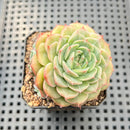 Echeveria 'Anthony' 2" Succulent Plant