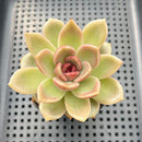 Pachyveria sp. 2"-3" Succulent Plant