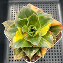 Echeveria 'Minigosaong' Variegated 3" Succulent Plant