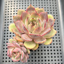 Echeveria 'Mirine' 2" Succulent Plant