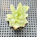 Echeveria 'Humilis' Variegated 2" Succulent Plant