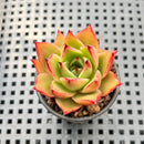 Echeveria Agavoides 'Matador' 2" Succulent Plant
