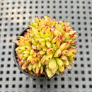 Echeveria Agavoides 'Elkhorn' Crested 2" Succulent Plant