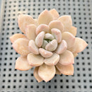 Graptoveria 'Highstone' 2" Succulent Plant
