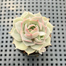 Echeveria 'Top Pink' 2" Succulent Plant