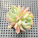 Echeveria 'Starmark' 2" Succulent Plant