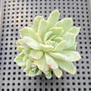 Echeveria 'Humilis' Variegated 2" Succulent Plant