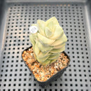 Crassula 'Moonglow' Variegated 1" Succulent Plant
