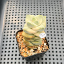 Crassula 'Moonglow' Variegated 1" Succulent Plant