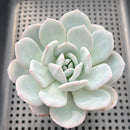 Echeveria 'Ivory' 3" Succulent Plant