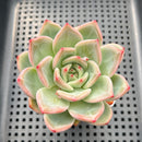 Echeveria 'White Champaign' 3" Succulent Plant