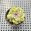 Echeveria Hybrid sp. 2" Succulent Plant