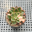 Echeveria Longissima var. Aztatlensis Variegated 1" Plant