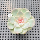 Echeveria Hybrid sp. Jelly Type 2" Succulent Plant