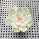 Echeveria Hybrid sp. Jelly Type 2" Succulent Plant