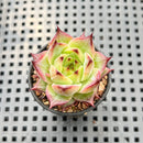 Echeveria 'Diamond Dragon' 1" Succulent Plant Cutting