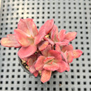 Echeveria 'Diamond State' Variegated 2" Succulent Plant
