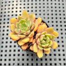Echeveria 'Apple Pie' 2" Succulent Plant