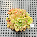 Echeveria sp. Variegated Cluster 2" Succulent Plant